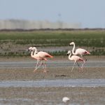 Chileflamingo